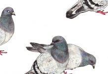 Festival de cinema a la fresca de Manlleu