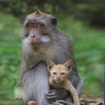 25  The Macaque and the Cat  Anne Young