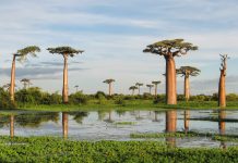 A la sombra del baobab, Xavier Moret