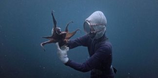 CINECLUB VIC. Ama-San