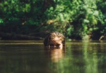 La hija del pantano, Karen Dionne