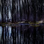 landscape-tree-water-nature-forest-swamp-731184-pxhere.com