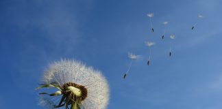 Les quatre estacions en un dia