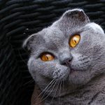 cat-mammal-gray-fauna-close-up-nose-1005279-pxhere.com