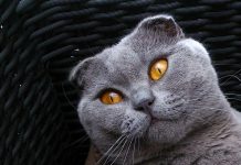 Oh…, Philipphe Djian