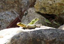 ETC TEATRE. Recital experimental, Sant Jordi 2018