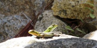 ETC TEATRE. Recital experimental, Sant Jordi 2018