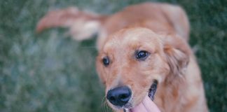 ‘La razón de estar contigo’, la història d’un gos