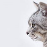 animal-pet-cat-tabby-mammal-close-up-18061-pxhere.com