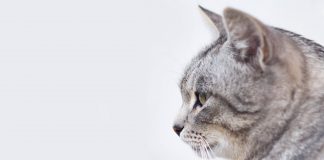 En mi casa no entra un gato, Pedro Zuazua Gil