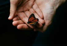 ‘Les ales de la papallona’, una metàfora sobre l’ansietat