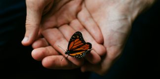 ‘Les ales de la papallona’, una metàfora sobre l’ansietat