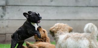 ‘Una vida de perros’, Estefanía Salyers