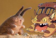 Espècies del món animal batejades amb noms de famosos