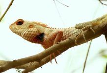 ETC TEATRE. Recital experimental, Sant Jordi 2019