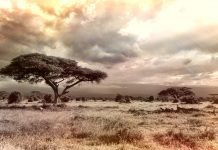 ‘Ébano’, Ryszard Kapuscinski