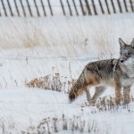 Coyote Winter Hunt