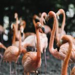 A group of flamingo gathered around
