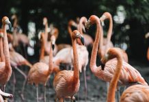 Coneixes la col·lecció Si jo fos?