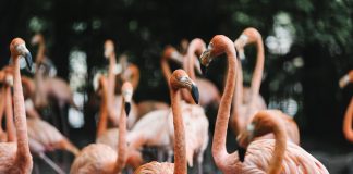 Coneixes la col·lecció Si jo fos?