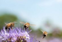‘La vida de las abejas’, una vida dedicada a la comunitat