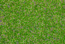 “Microalgas: El mundo oculto”, un micromón de superpoders