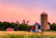 “Elles parlen”, Miriam Toews