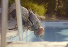 Crítica de “Mandibules”. Festival de Sitges 2020.