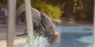 Crítica de “Mandibules”. Festival de Sitges 2020.