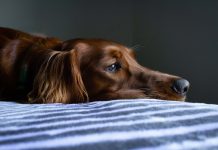 L’any més avorrit de la història