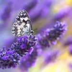 Selective focus shot of a butterfly sitting on a purple flower
