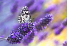 Edu Sallent presenta “Aquell vol de papallones”