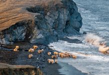 “Mi amor, la osa blanca”, Vitali Shentalinski