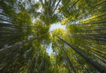 “El batec del bosc”, reconnectar amb la natura