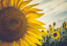 “Les formes de la natura”