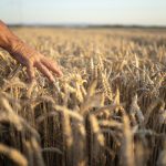 Farmers hands going through crops in wheat field in sunset.