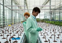 CINECLUB VIC. Little Joe