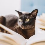 cat-amidst-books