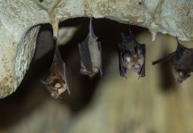 El ratpenat que ens va fer quedar a casa