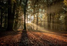 Entenem millor els arbres amb “La vida secreta de los árboles”