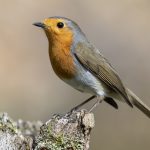 Beautiful shot of a European Robin (Erithacus rubecula) standing on the rock in a forest
