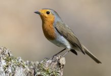 PRESENTACIÓ. Els noms dels ocells en el llenguatge popular català