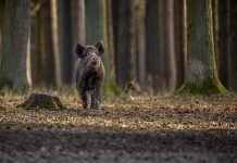 “Profecia”, Raül Garrigasait