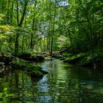 Beautiful scenery of a river surrounded by greenery in a forest
