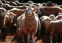 PRESENTACIÓ. ‘Una vida a les muntanyes’, Abraham Orriols