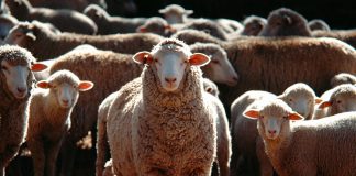 PRESENTACIÓ. ‘Una vida a les muntanyes’, Abraham Orriols