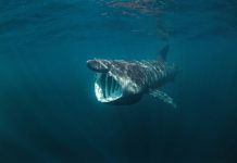 ‘Autòcton’ és sinònim de bo?