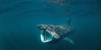 ‘Autòcton’ és sinònim de bo?