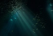 Les sorpreses que hi ha sota el mar