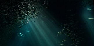 Les sorpreses que hi ha sota el mar